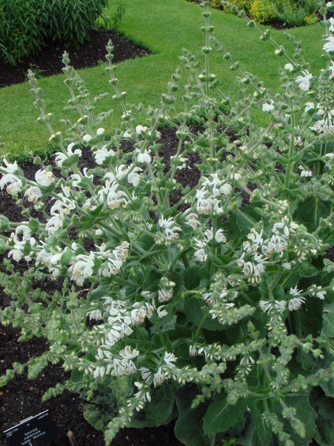 Salvia argentea